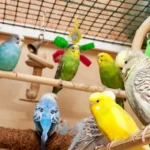 What Are Local Bird Breeders? Complete 2025 Guide to Finding Healthy Tame & Ethical Pet Birds