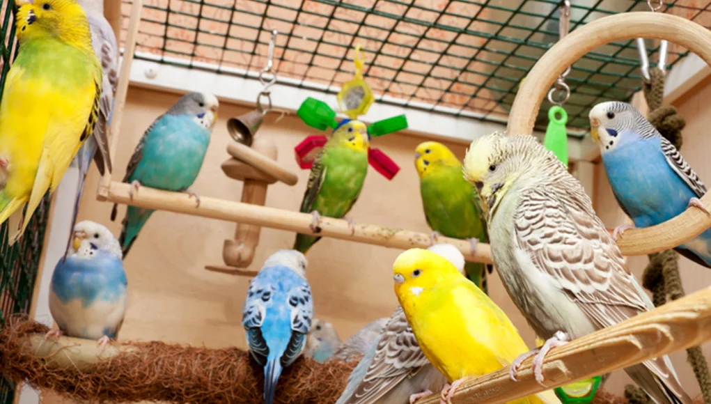 What Are Local Bird Breeders? Complete 2025 Guide to Finding Healthy Tame & Ethical Pet Birds